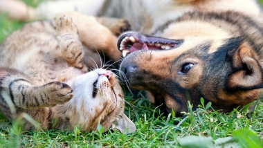 Pet Donations for SlotPlay