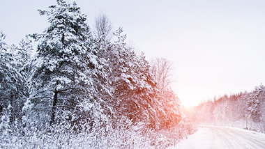 winter roadway with snow covered trees